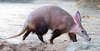 Aardvark