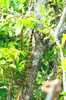 Ornate monitor lizard (Varanus ornatus)