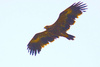 Steppe eagle (Aquila nipalensis)