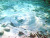 Porcupine ray (Urogymnus asperrimus)