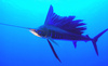 Indo-Pacific sailfish (Istiophorus platypterus)