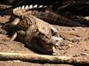 Estuarine crocodile (Crocodylus porosus)
