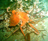 East Pacific red octopus (Octopus rubescens)