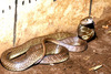 Ashe's spitting cobra (Naja ashei)
