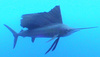 Atlantic sailfish (Istiophorus albicans)