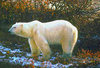 Polar bear (Ursus maritimus)