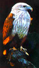 Brahminy kite (Haliastur indus)