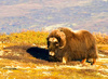 Musk ox