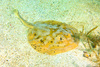 Cortez round stingray (Urobatis maculatus)