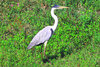 Cocoi heron (Ardea cocoi)