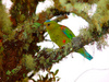 Fuertes’ parrot (Hapalopsittaca fuertesi)