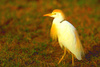 Cattle Egret (Ardeola ibis)