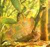 Galápagos giant tortoise (Chelonoidis nigra)