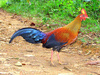 Sri Lanka junglefowl (Gallus lafayetii)