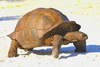 Aldabra giant tortoise (Geochelone gigantea)
