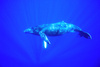 Humpback whale (Megaptera novaeangliae)