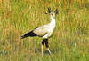 Secretary bird