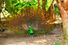Green peafowl (Pavo muticus)
