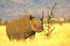 Black rhinoceros (Diceros bicornis)