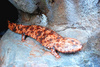 Japanese giant salamander (Andrias japonicus)