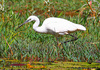 Little Egret (Egretta garzetta)