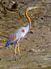 Purple heron (Ardea purpurea)