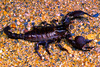Emperor scorpion (Pandinus imperator)