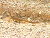 Gould's monitor (Varanus gouldii)