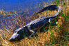 American alligator (Alligator mississippiensis)