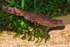 Japanese fire-bellied newt (Cynops pyrrhogaster)