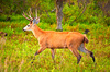 Marsh deer (Blastocerus dichotomus)