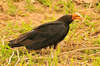 Lesser yellow-headed vulture (Cathartes burrovianus)