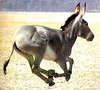 African wild ass (Equus africanus)