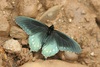 Common Butterfly Is Hybrid of Two Species [LiveScience 2011-09-14]