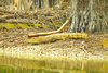 Spectacled caiman (Caiman crocodilus)