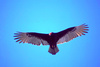 Turkey vulture (Cathartes aura)