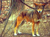 Red wolf (Canis rufus)