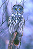 Great Grey Owl (Strix nebulosa)