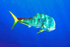 Common dolphinfish (Coryphaena hippurus)