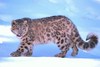 Snow leopard (Panthera uncia)
