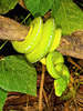 Green tree python (Morelia viridis)