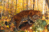 Leopard (Panthera pardus)