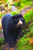 Spectacled bear