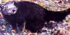 Binturong (Arctictis binturong)
