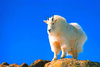 Mountain goat