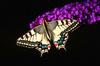 European swallowtail (Papilio machaon)