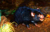 Tasmanian Devil