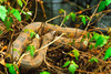Water moccasin