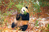 Giant panda (Ailuropoda melanoleuca)