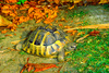 Mediterranean spur-thighed tortoise (Testudo graeca)